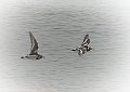 turnstone, turnstones-5
